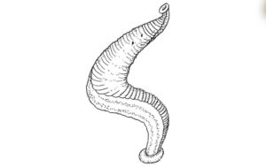How to Draw a Leech