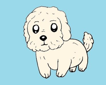 How to Draw a Maltese Dog Step by Step