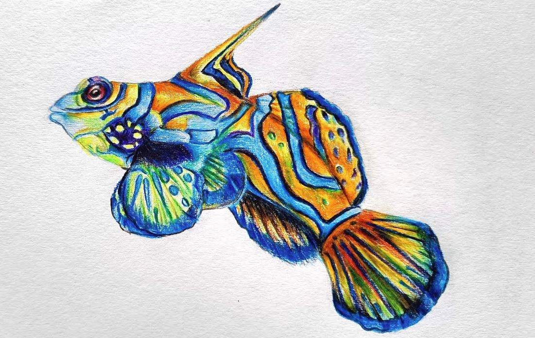 How to Draw a Mandarin Fish