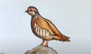 How to Draw a Partridge