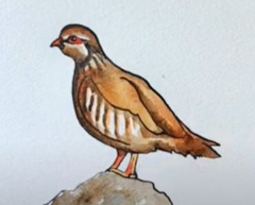 How to Draw a Partridge Step by Step