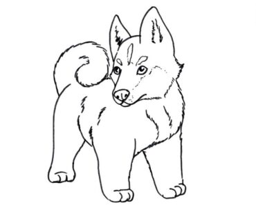 How to Draw a Pomsky Dog