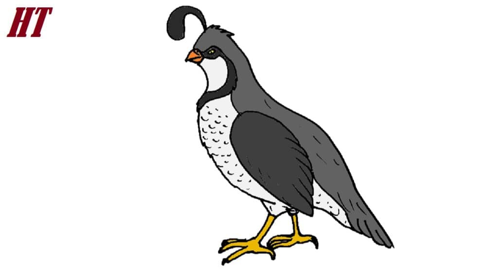 How to Draw a Quail Bird