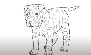 How to Draw a Shar Pei