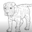 How to Draw a Shar Pei Dog