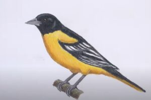 How to draw an Oriole Bird