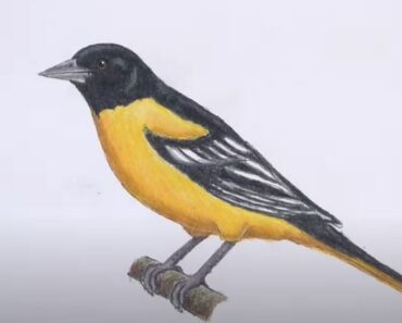 How to draw an Oriole Bird – Realistic bird drawing with colour pencils