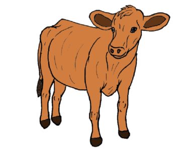 How to Draw Cattle Step by Step