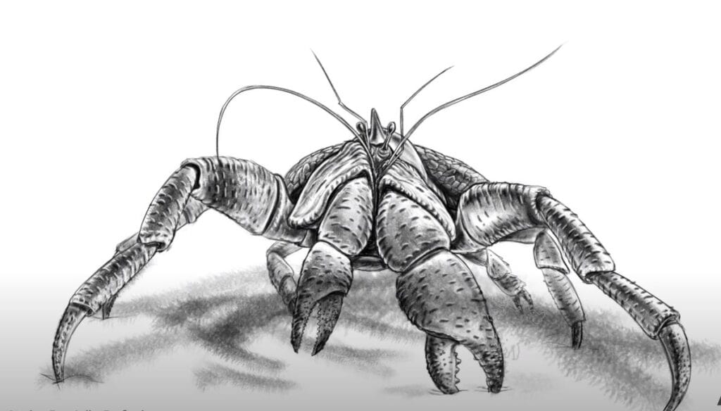 How To Draw A Coconut Crab