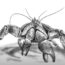 How To Draw A Coconut Crab Step by Step