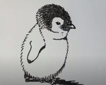 How to Draw a Penguin Chick