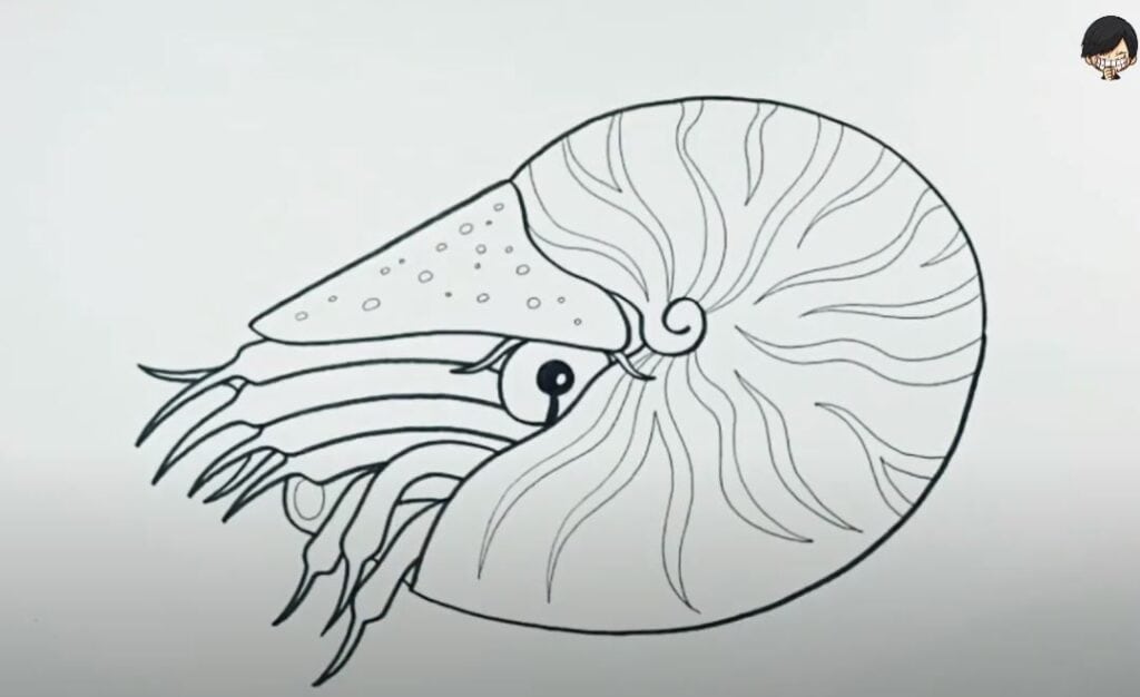 How to draw a Nautilus shell