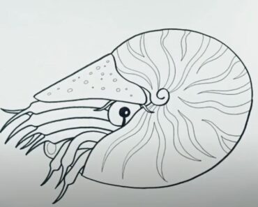 How to draw a Nautilus shell Step by Step