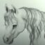 How to Draw A Horse Mane Step by Step