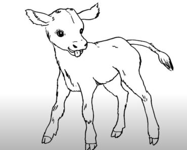 How to Draw a Calf Step by Step