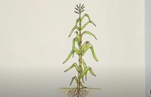 How to draw Corn stalks