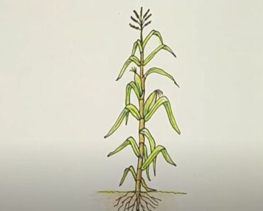 How to draw Corn stalks Step by Step
