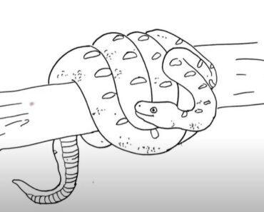 How to Draw a Boa Constrictor Step by Step