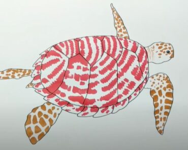 How to Draw a Hawksbill Turtle Step by Step
