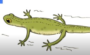 How to Draw a Newt