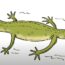How to Draw a Newt Step by Step