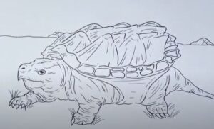 How to Draw a Snapping Turtle