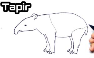 How to Draw a Tapir