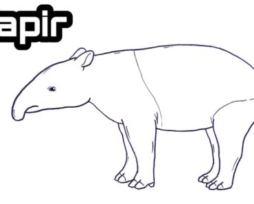 How to Draw a Tapir Step by Step