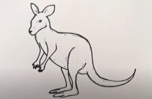 How to Draw a Wallaby