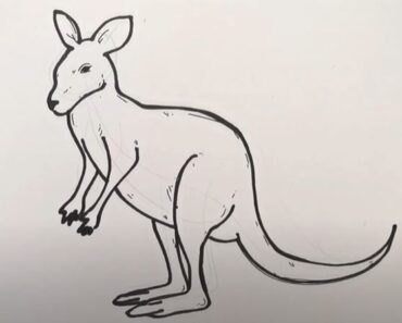 How to Draw a Wallaby Step by Step