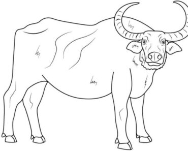 How to Draw a Water Buffalo Step by Step