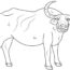 How to Draw a Water Buffalo Step by Step