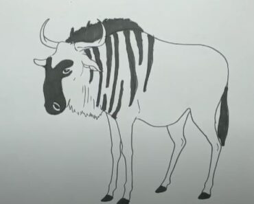 How to Draw a Wildebeest Step by Step