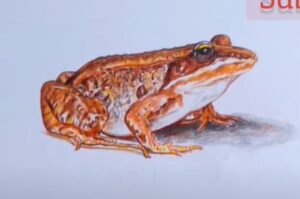 How to Draw a Wood Frog