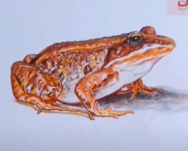 How to Draw a Wood Frog Step by Step