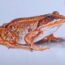 How to Draw a Wood Frog Step by Step