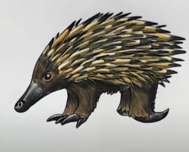 How to Draw an Echidna Step by Step