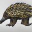 How to Draw an Echidna Step by Step