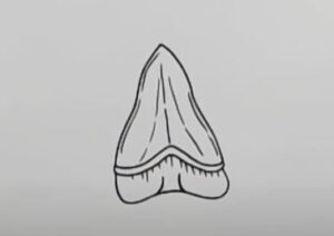 How to draw a Shark tooth