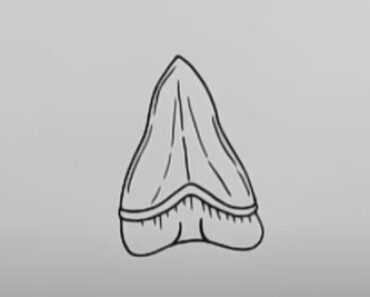 How to draw a Shark tooth