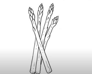 How to Draw Asparagus step by step