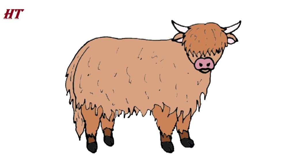 How to Draw a Highland Cow
