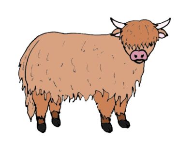 How to Draw a Highland Cow Step by Step