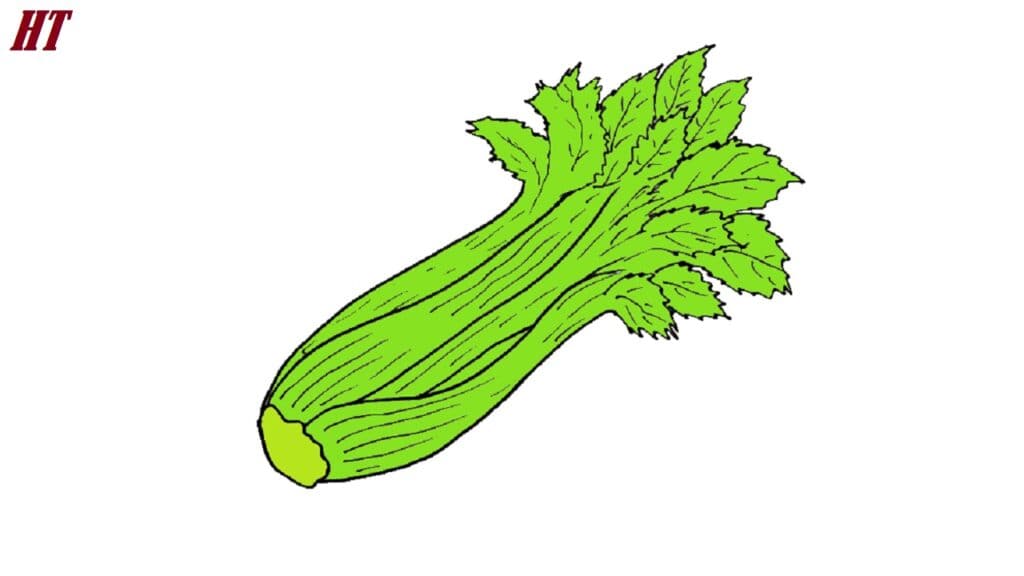 Zucchini drawing step by step, how to draw a zucchini with leaves, beginner drawing tutorial for zucchini, vegetable illustration drawing guide, step-by-step zucchini art tutorial.