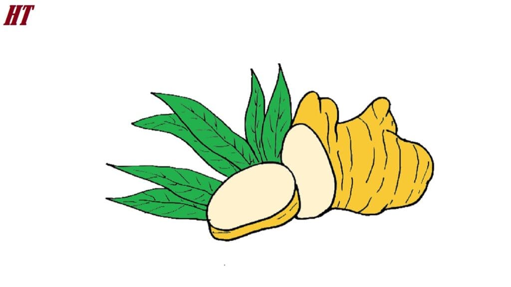Fresh ginger root with green leaves, illustration for step-by-step drawing tutorial on how to draw ginger. Perfect for art beginners or botanical drawing guides.