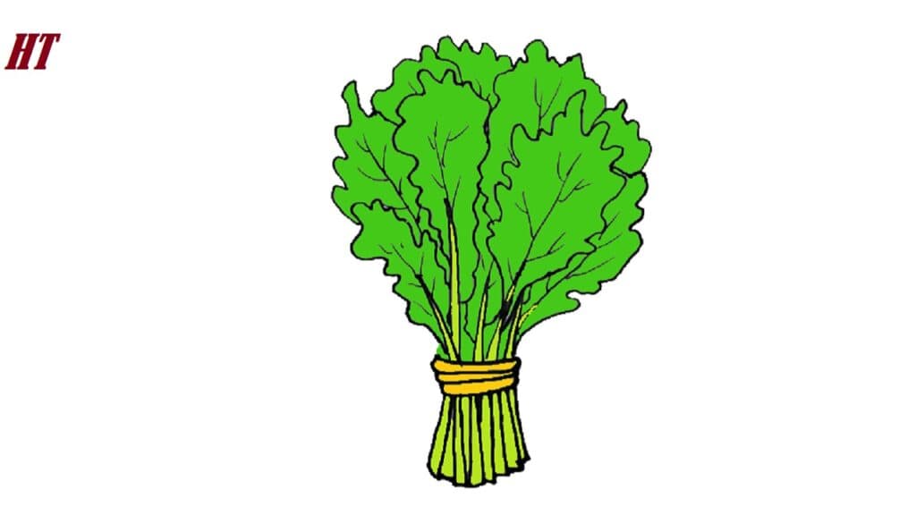 Green leafy vegetable drawing step by step for beginners.