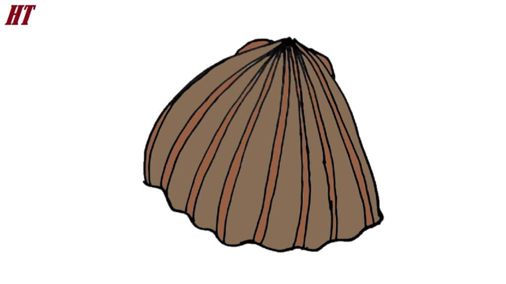 Brown seashell drawing step by step for beginners. Learn how to draw a realistic seashell with detailed lines and shading techniques. Perfect for art tutorials and step-by-step drawing guides.