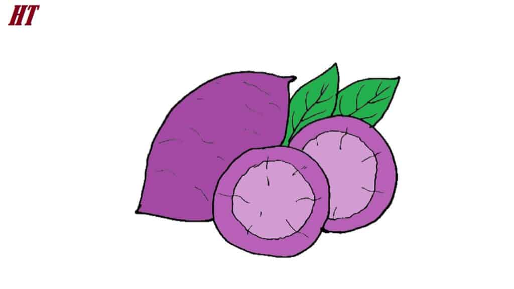 Violet sweet potato with green leaves, illustration for step-by-step drawing tutorials.