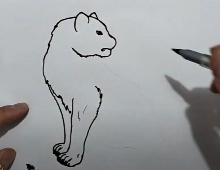 How to draw a Big Cat step by step