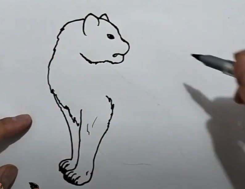 How to draw a Big Cat step by step